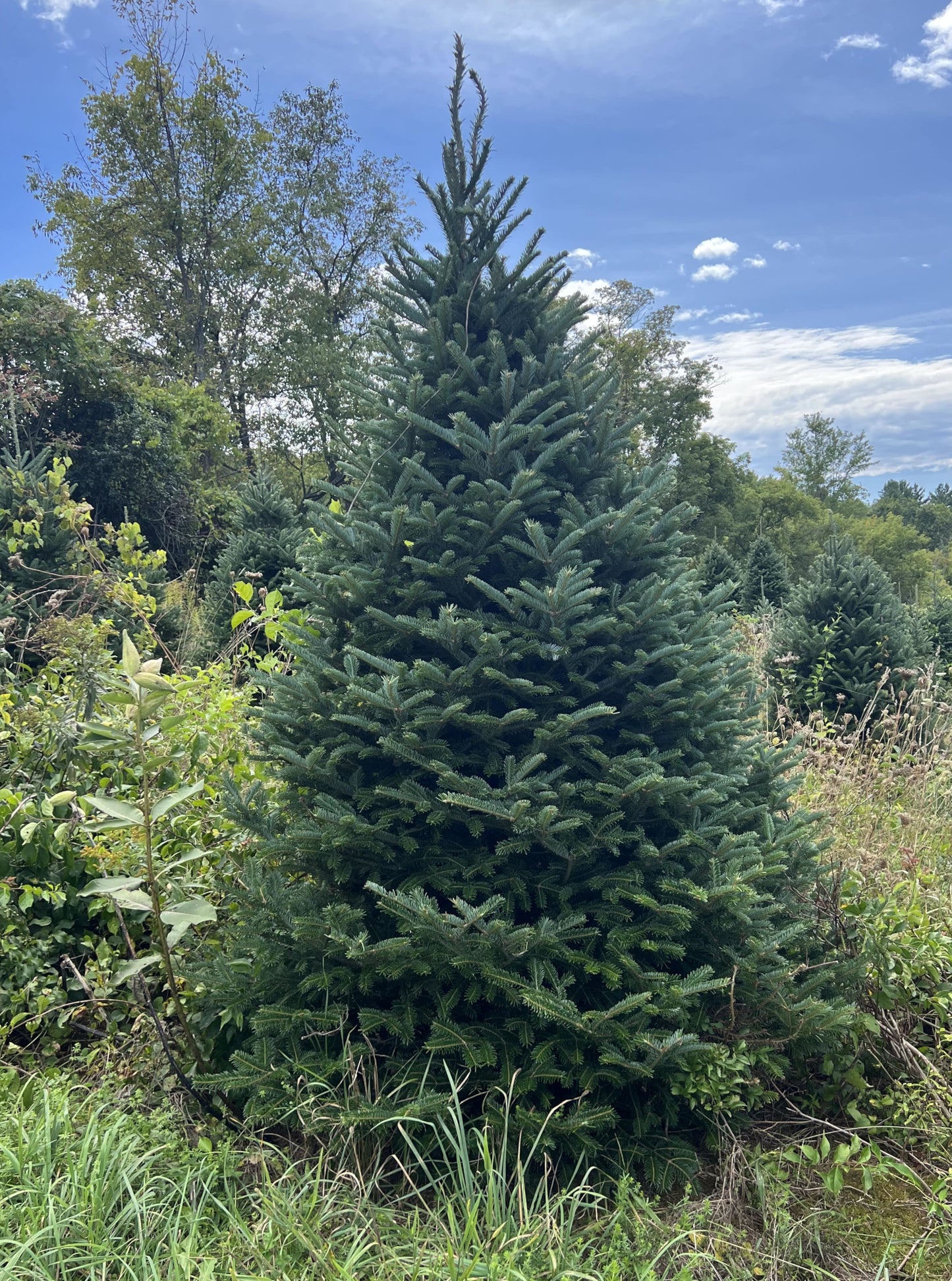 6 foot fraser fir delivery