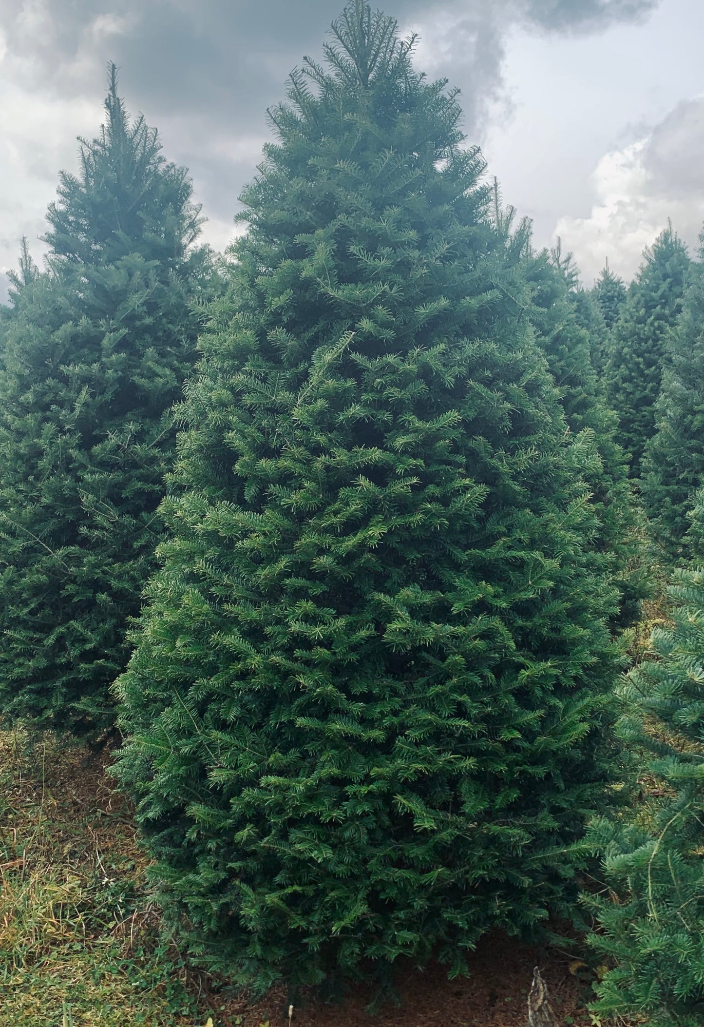 10 foot christmas tree delivery