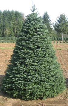 12 foot christmas tree