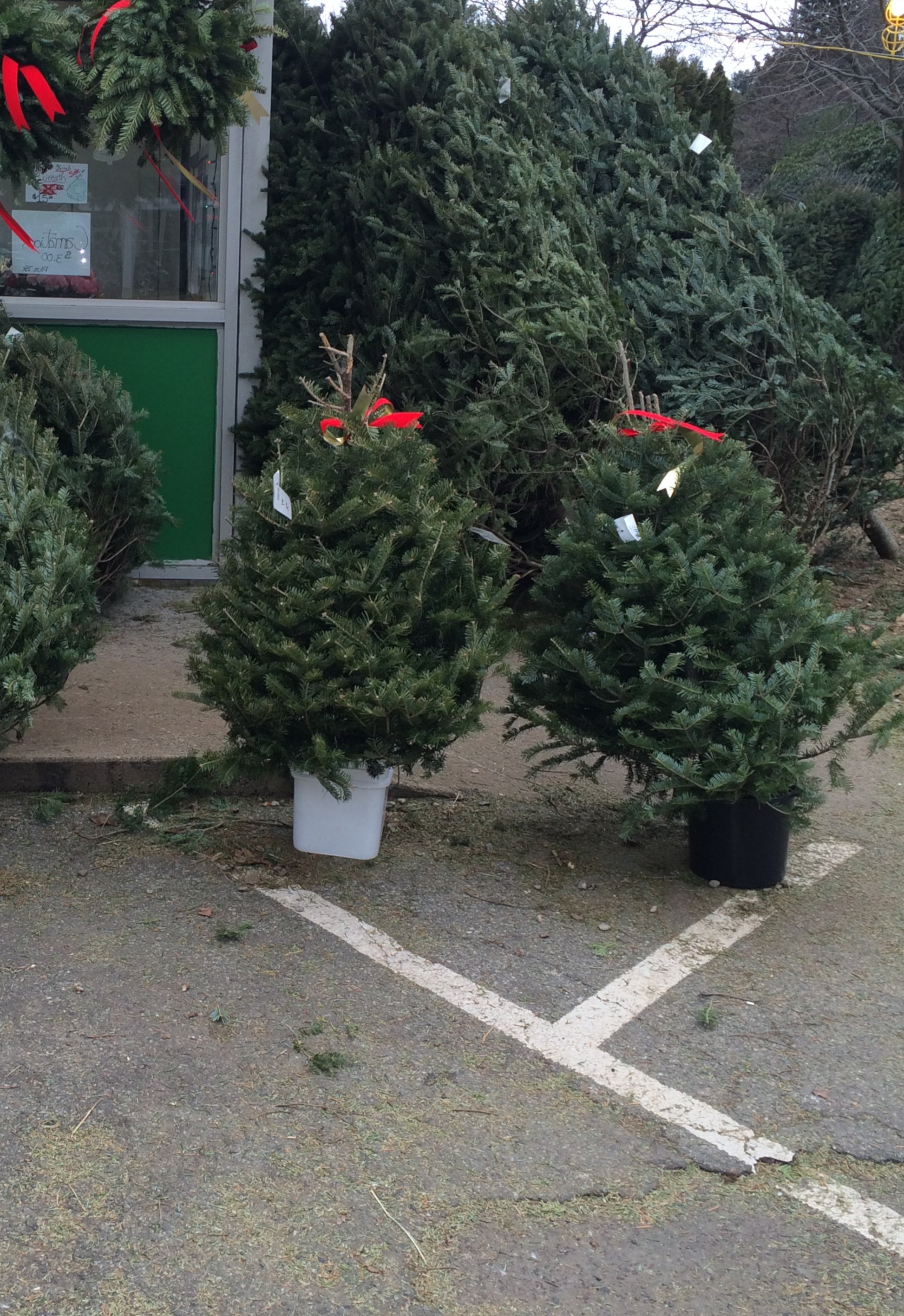 table top christmas trees