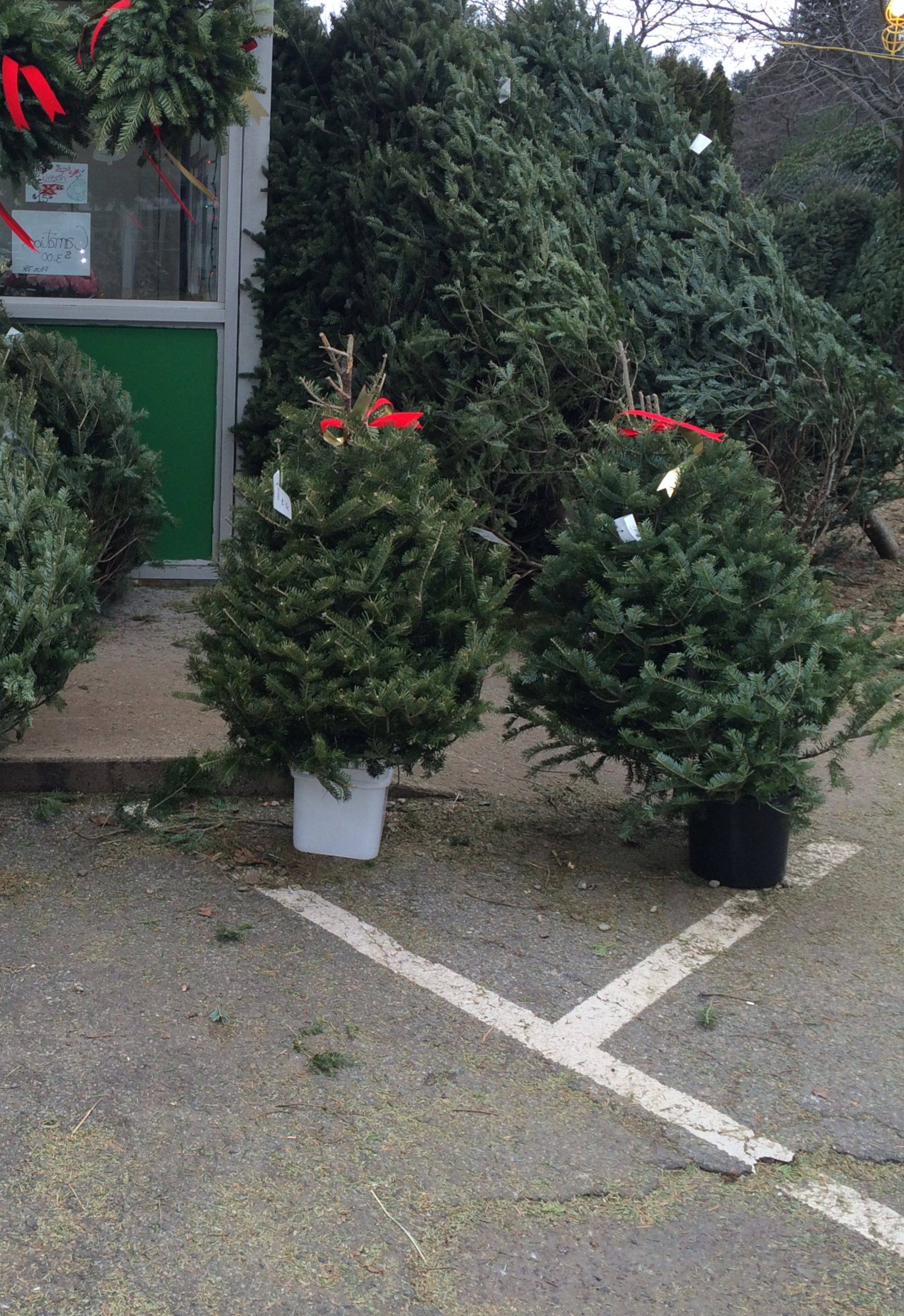 table top christmas trees 