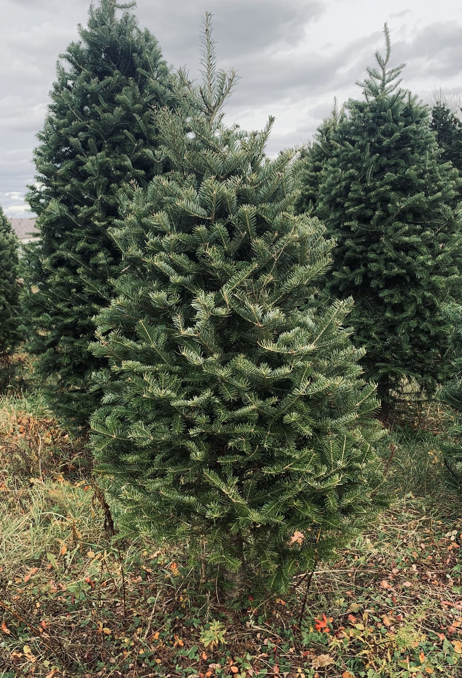 3 foot Christmas tree delivery