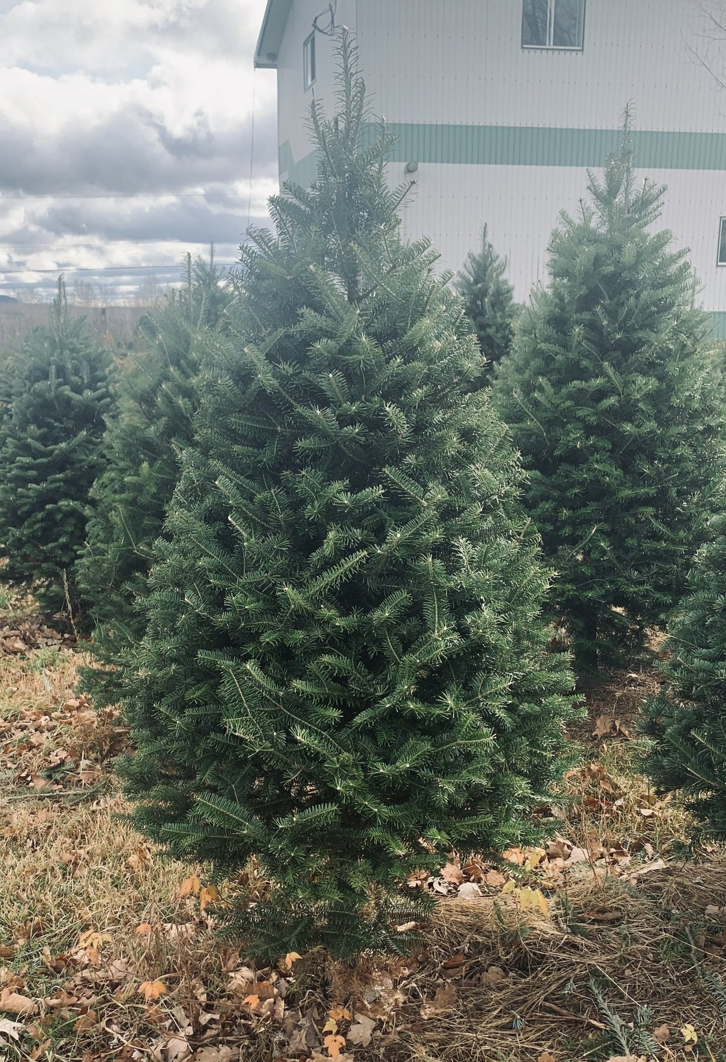 small christmas tree for sale 4 foot balsam fir