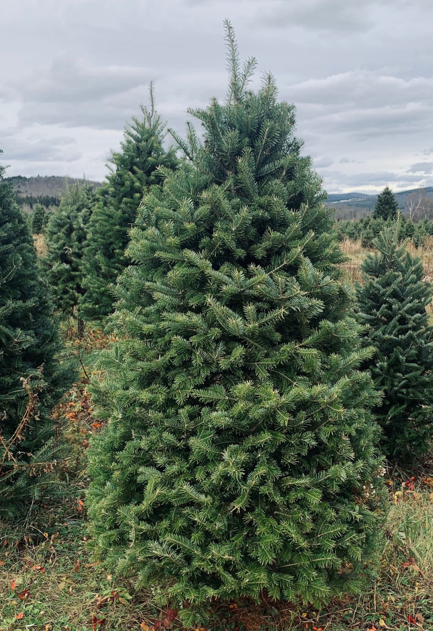 5 foot christmas tree delivery