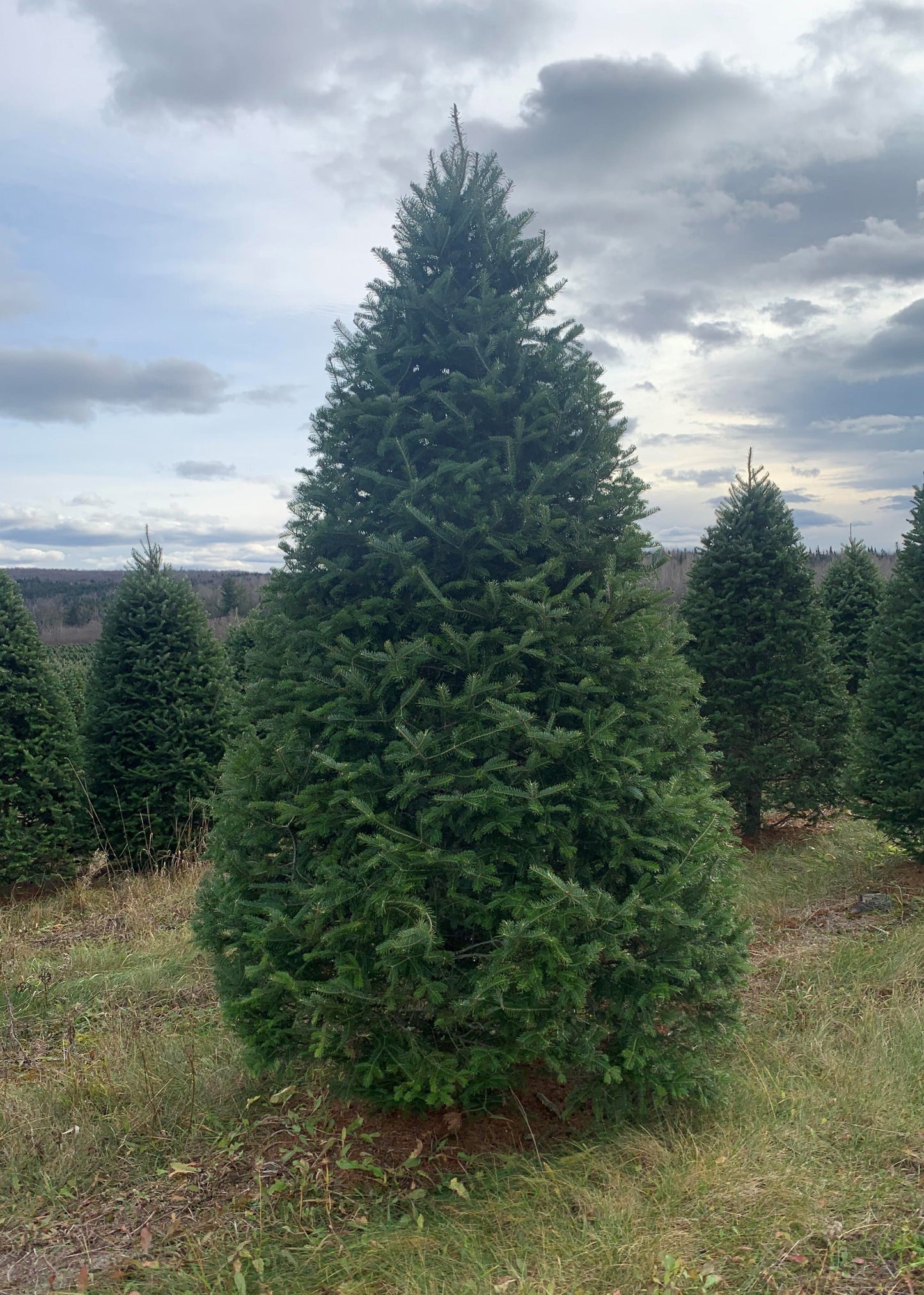 8 foot christmas tree delivery