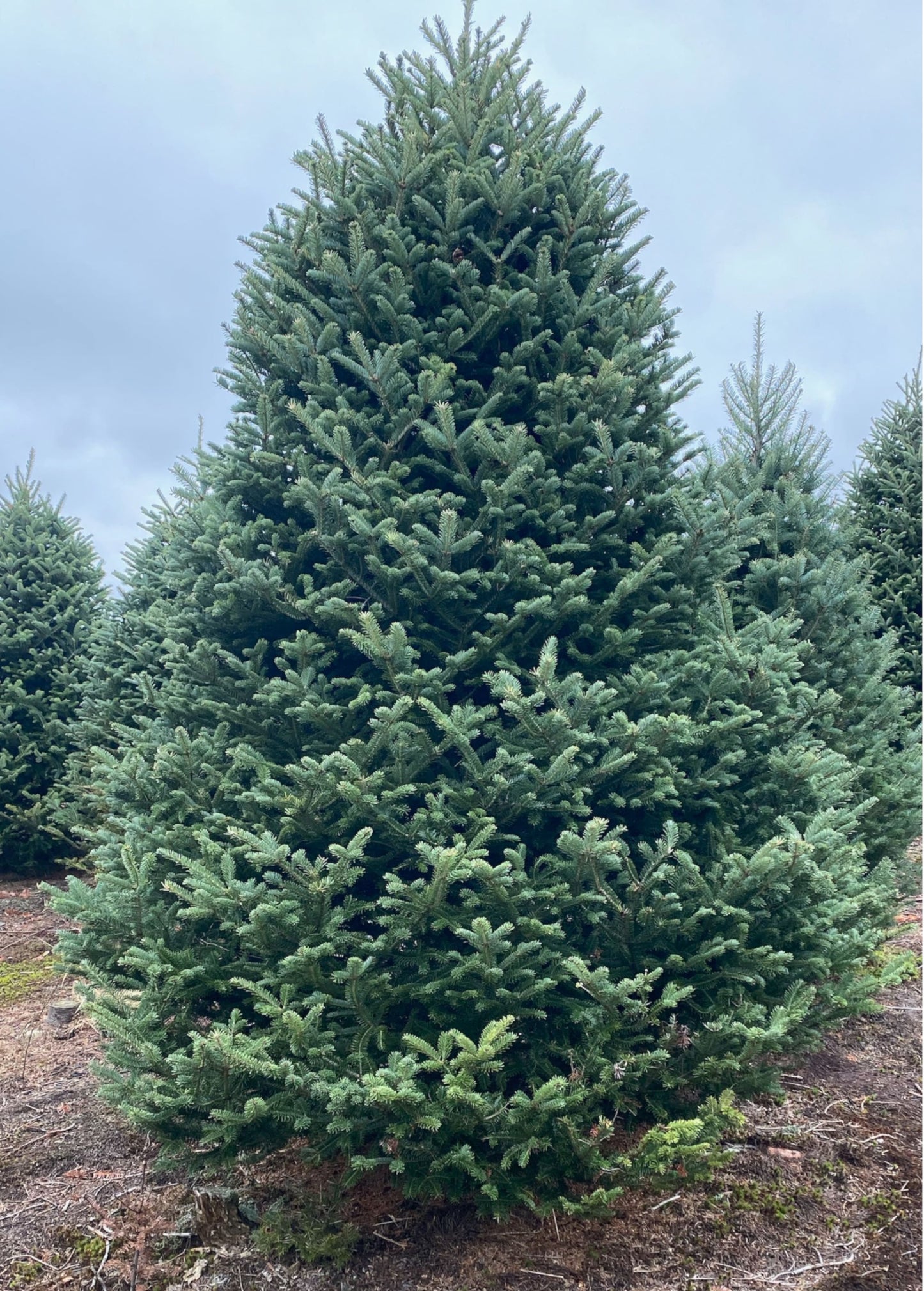 9 foot christmas tree delivery