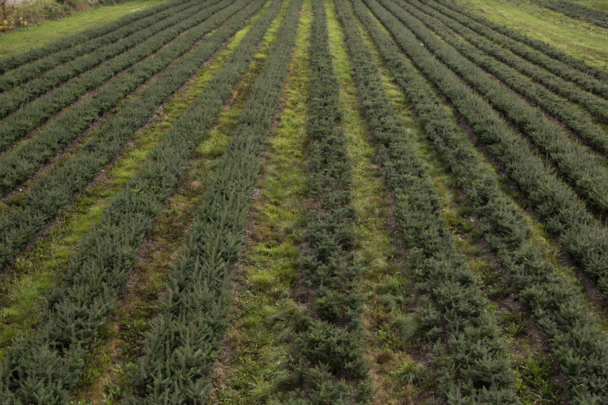 christmas tree nursery delivery