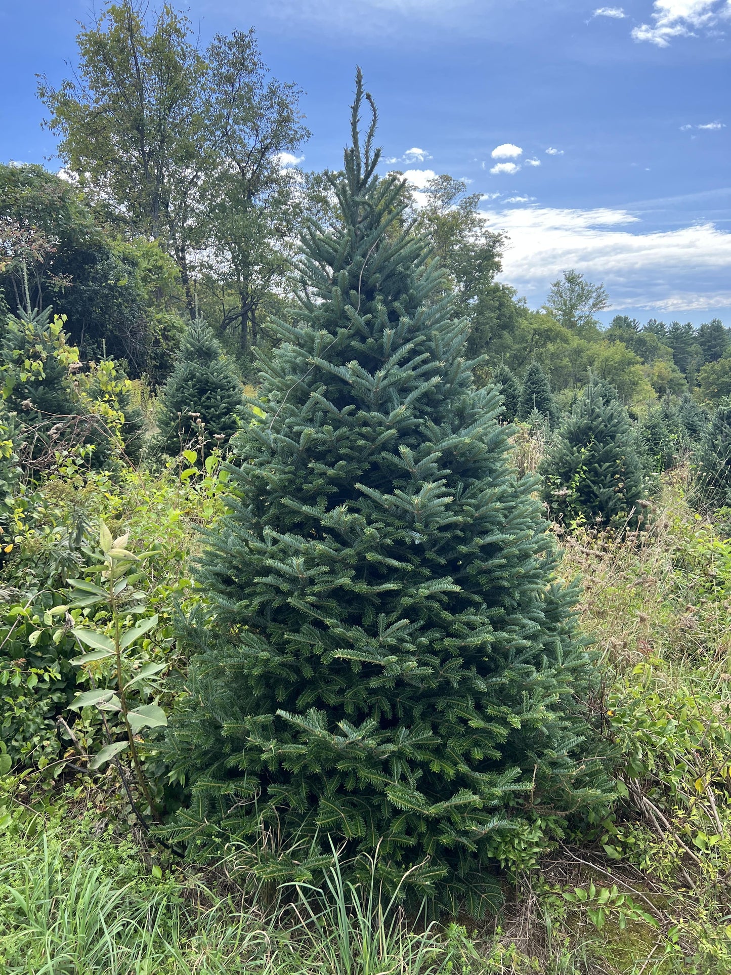 fraser fir christmas tree