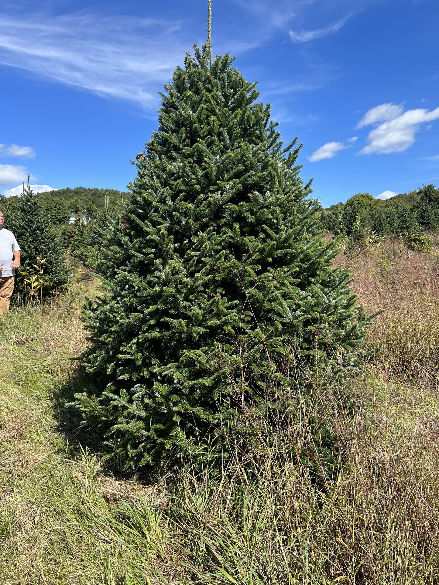 Fraser Fir tree delivery service