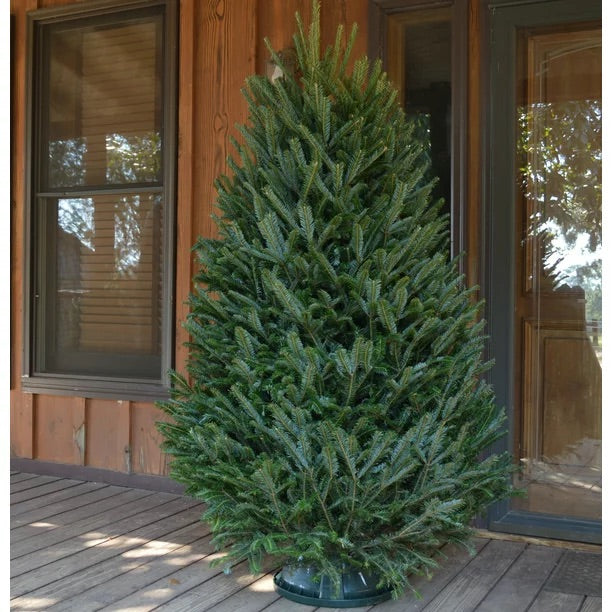 Real Christmas Trees Delivered 7 Foot Premium Fraser Fir