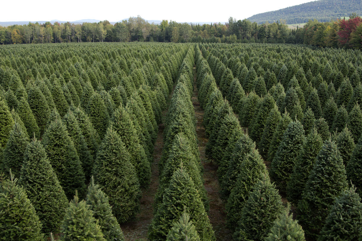 christmas tree farm in spring