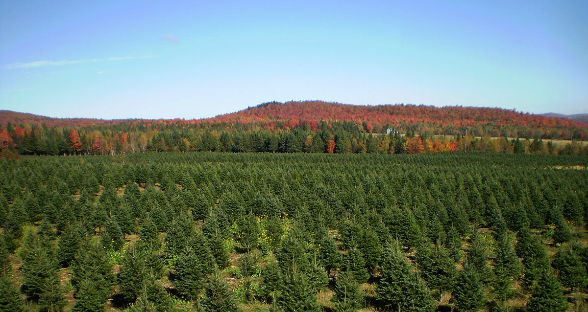 trees in the spring