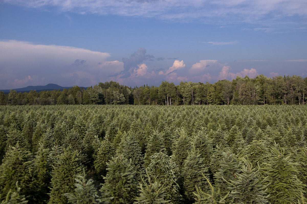 Real Christmas Trees Delivered 10 Foot Premium Balsam Fir Christmas Tree