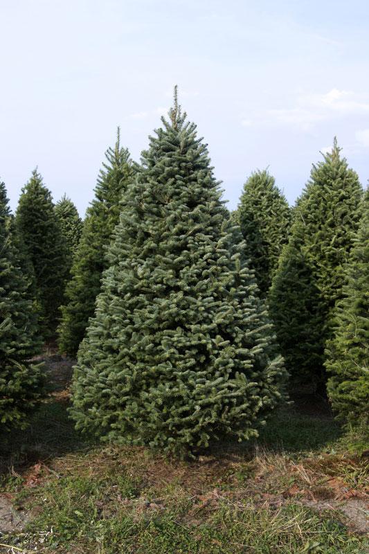 balsam fraser fir hybrid