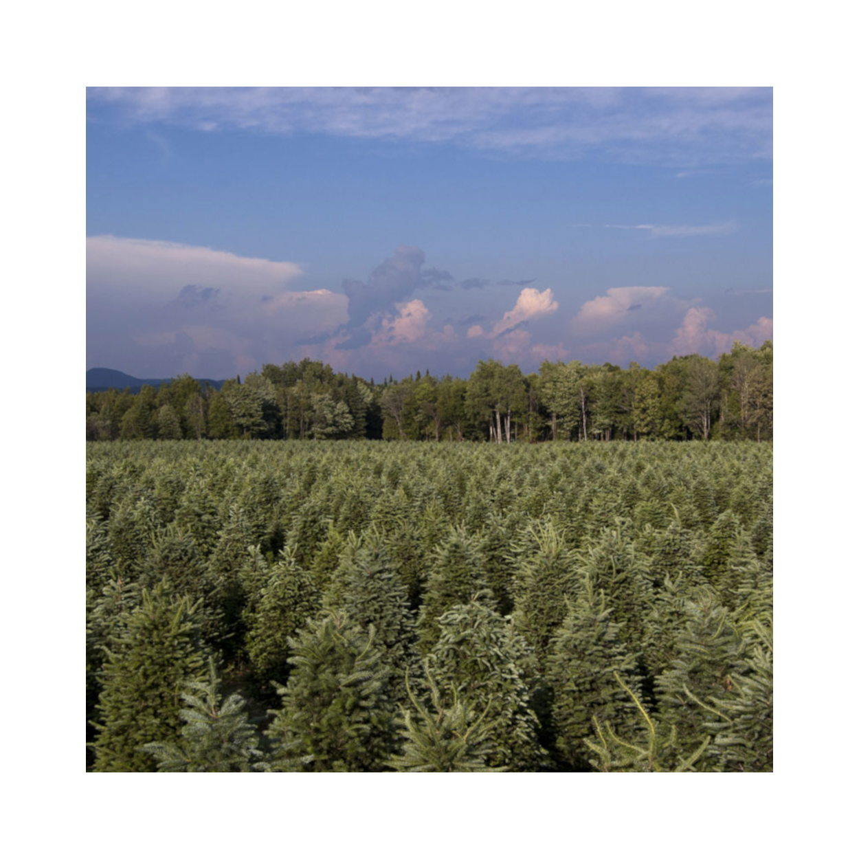 Christmas Tree farm delivery