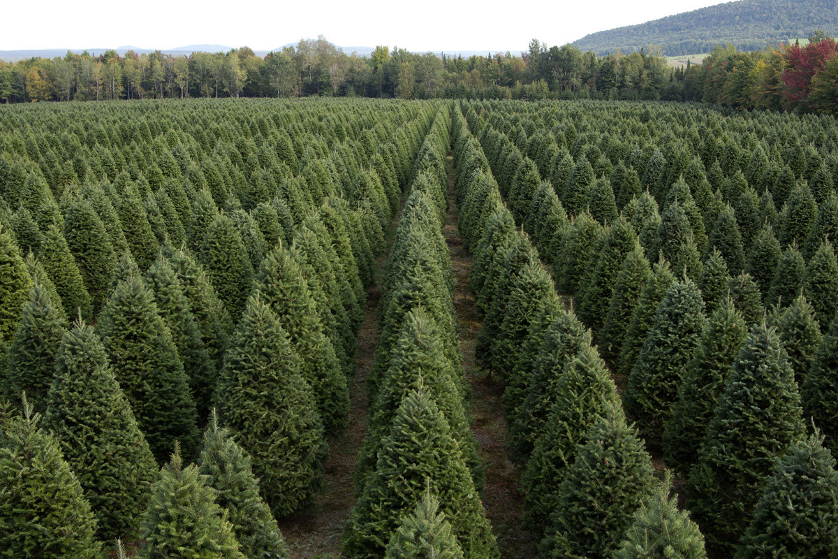 christmas trees in the mail