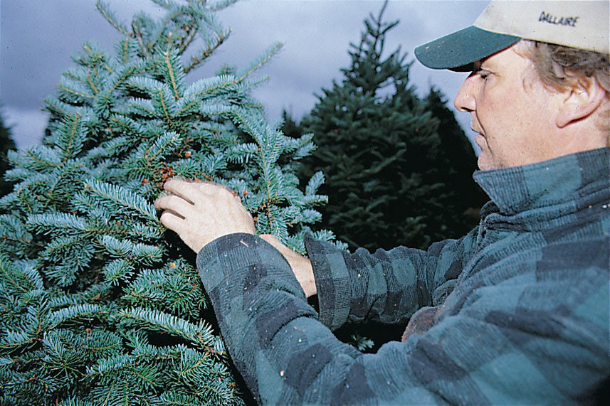 Real Christmas Tree Delivered 12 Foot Premium Balsam Fir Christmas Tree