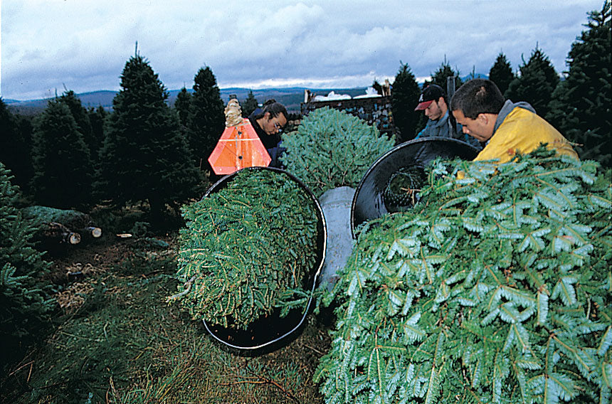 christmas tree netting