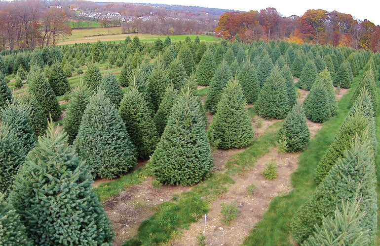 christmas tree farm image