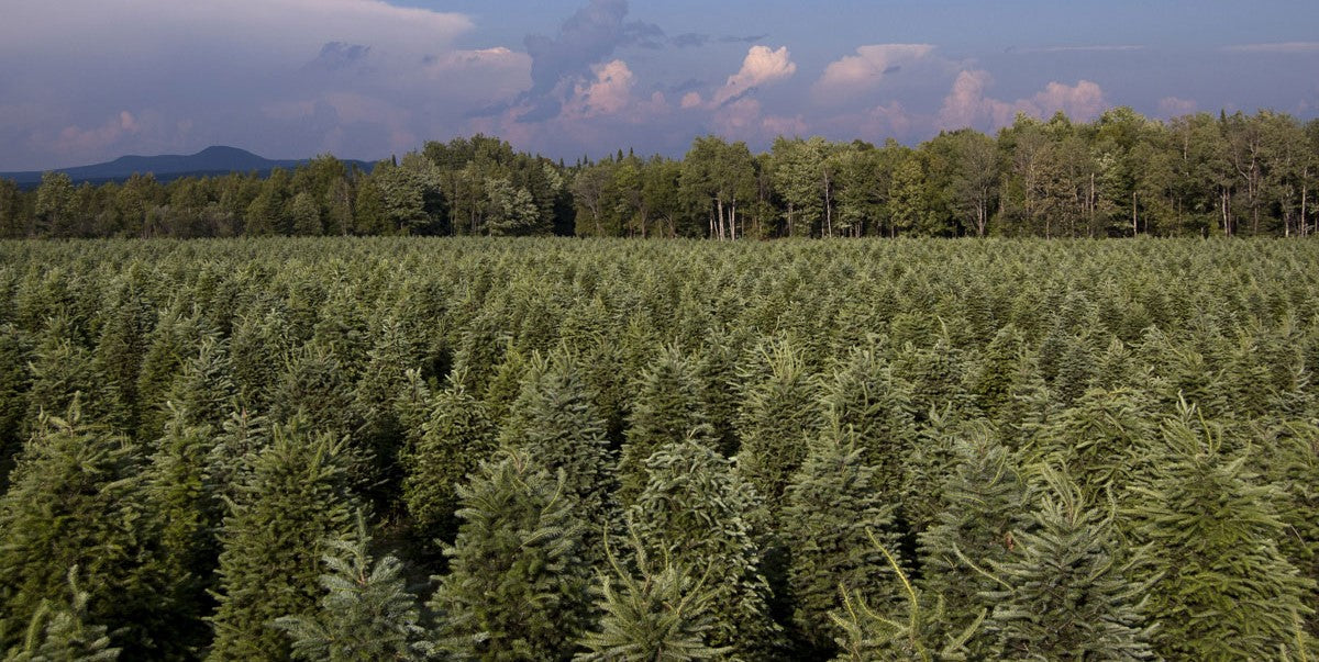 christmas tree farm for sale