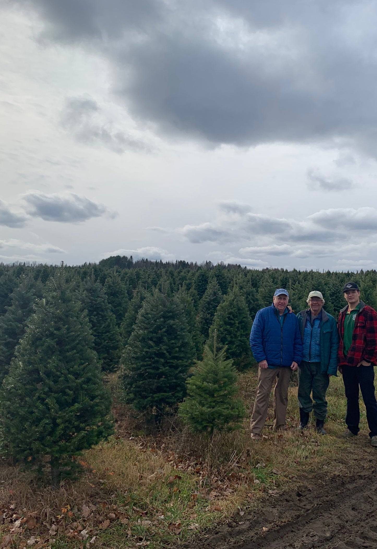 Christmas Tree Farm