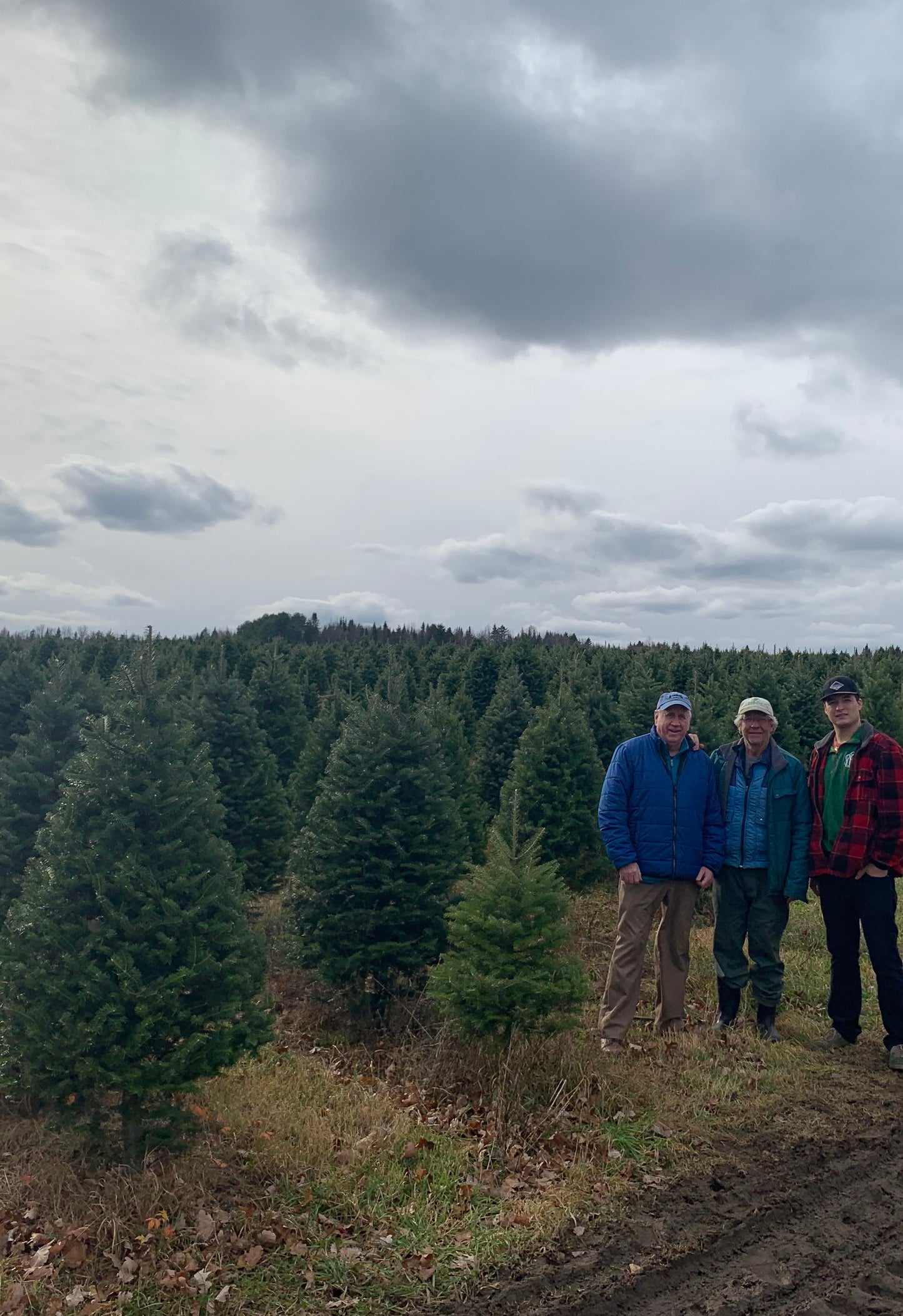 Real Christmas Trees Delivered 10 Foot Balsam Fir Christmas Tree