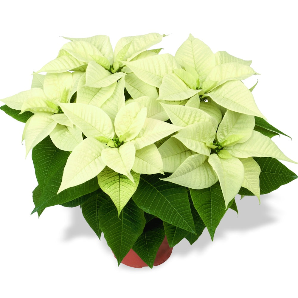 White Poinsettia Online Order
