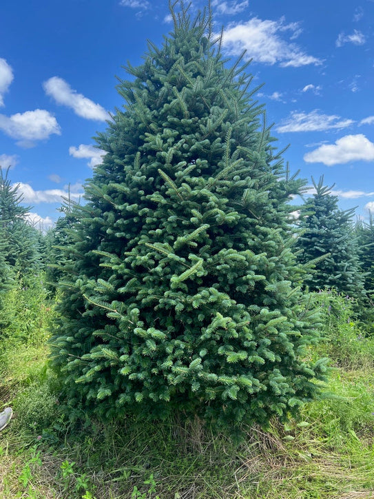 Fraser Firs