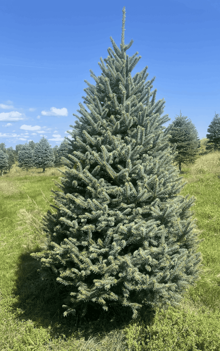 Blue Spruce 7 Foot Real Christmas Tree Christmas Trees In The Mail