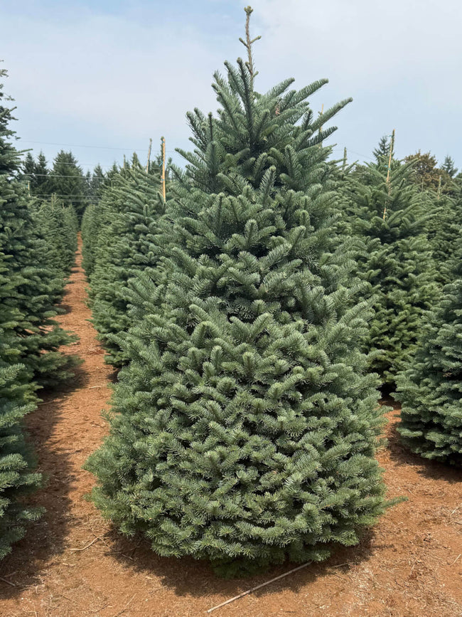 Real Noble Fir Christmas Trees for Sale | Free Shipping – Christmas ...