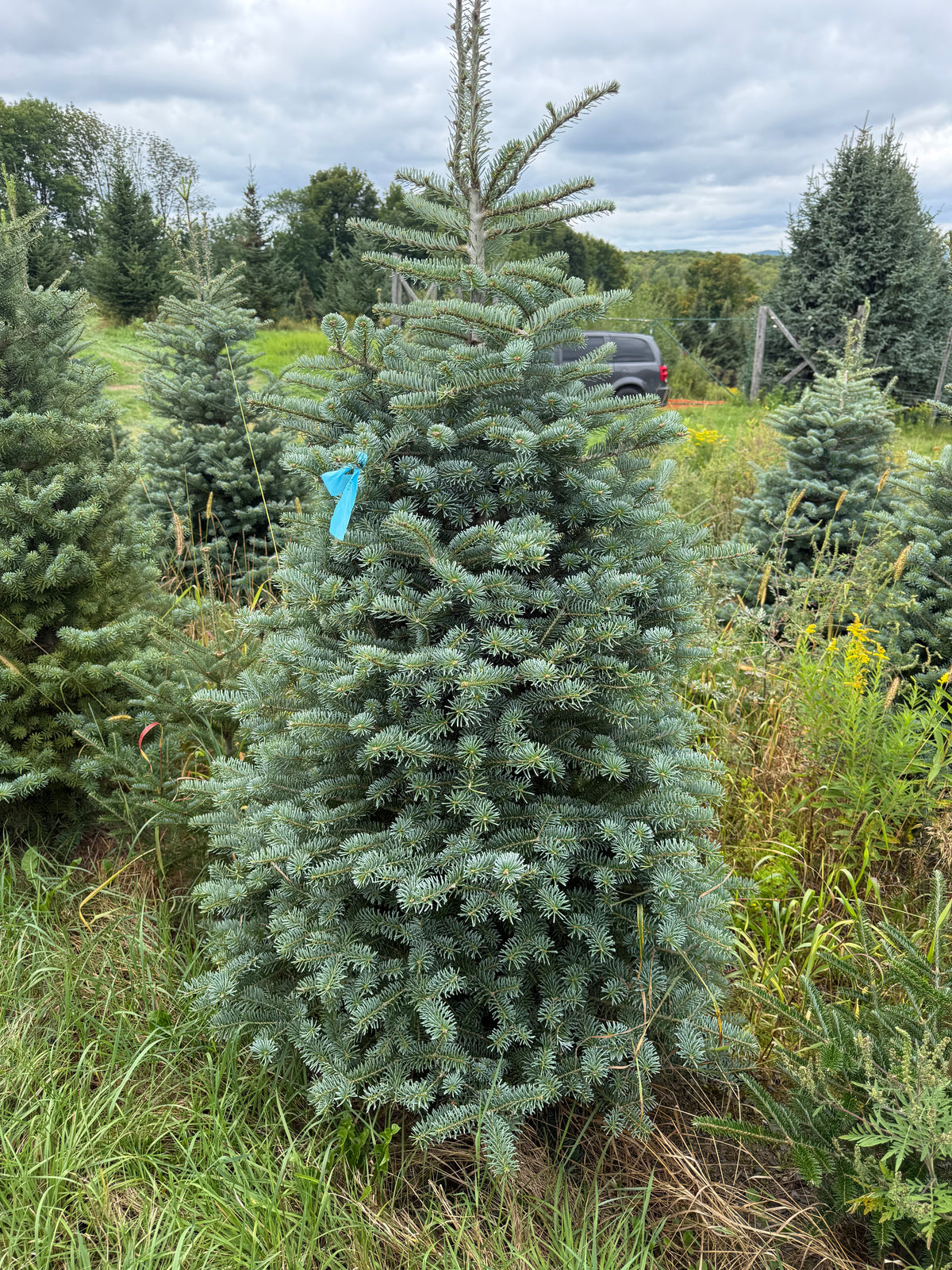 Blue Hybrid Fir Christmas Tree