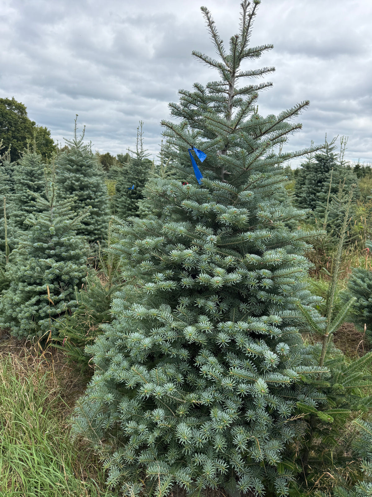 Blue Hybrid Fir Christmas Tree