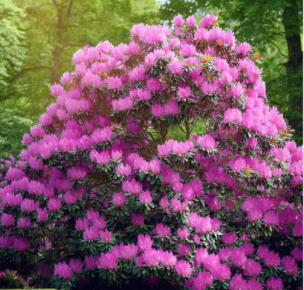 Lavender Rhododendron