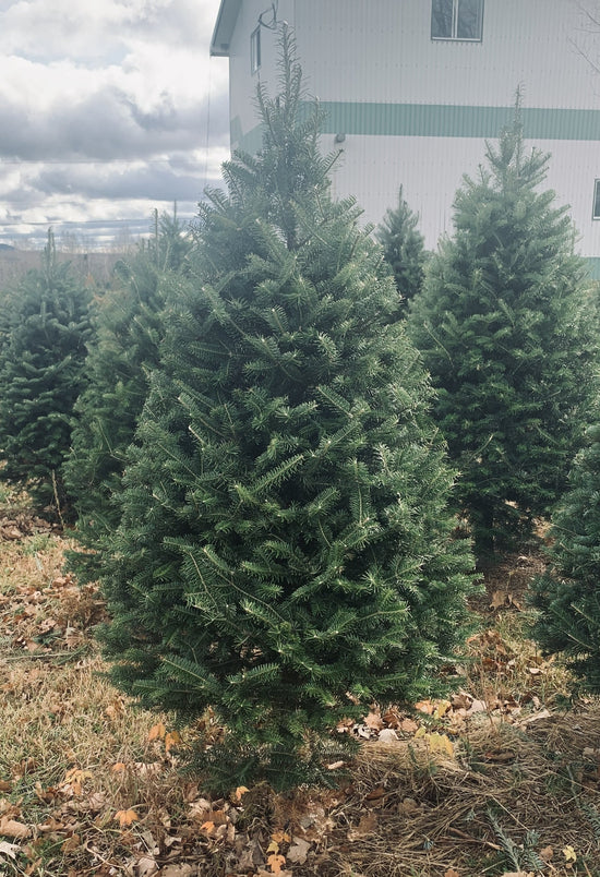 Buy Real Christmas Trees Online Delivery Christmas Trees In The Mail
