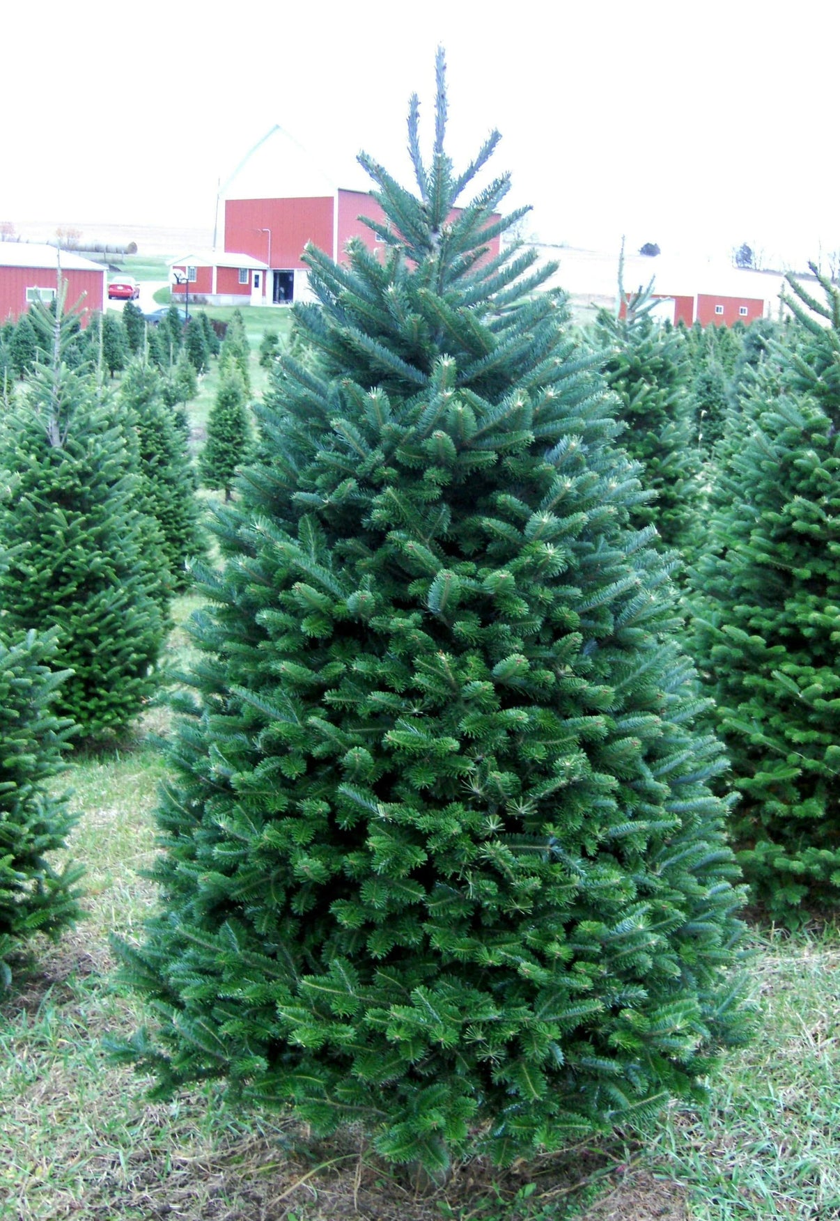 Real Christmas Trees Delivered 7 Foot Premium Balsam-Fraser Fir Hybrid