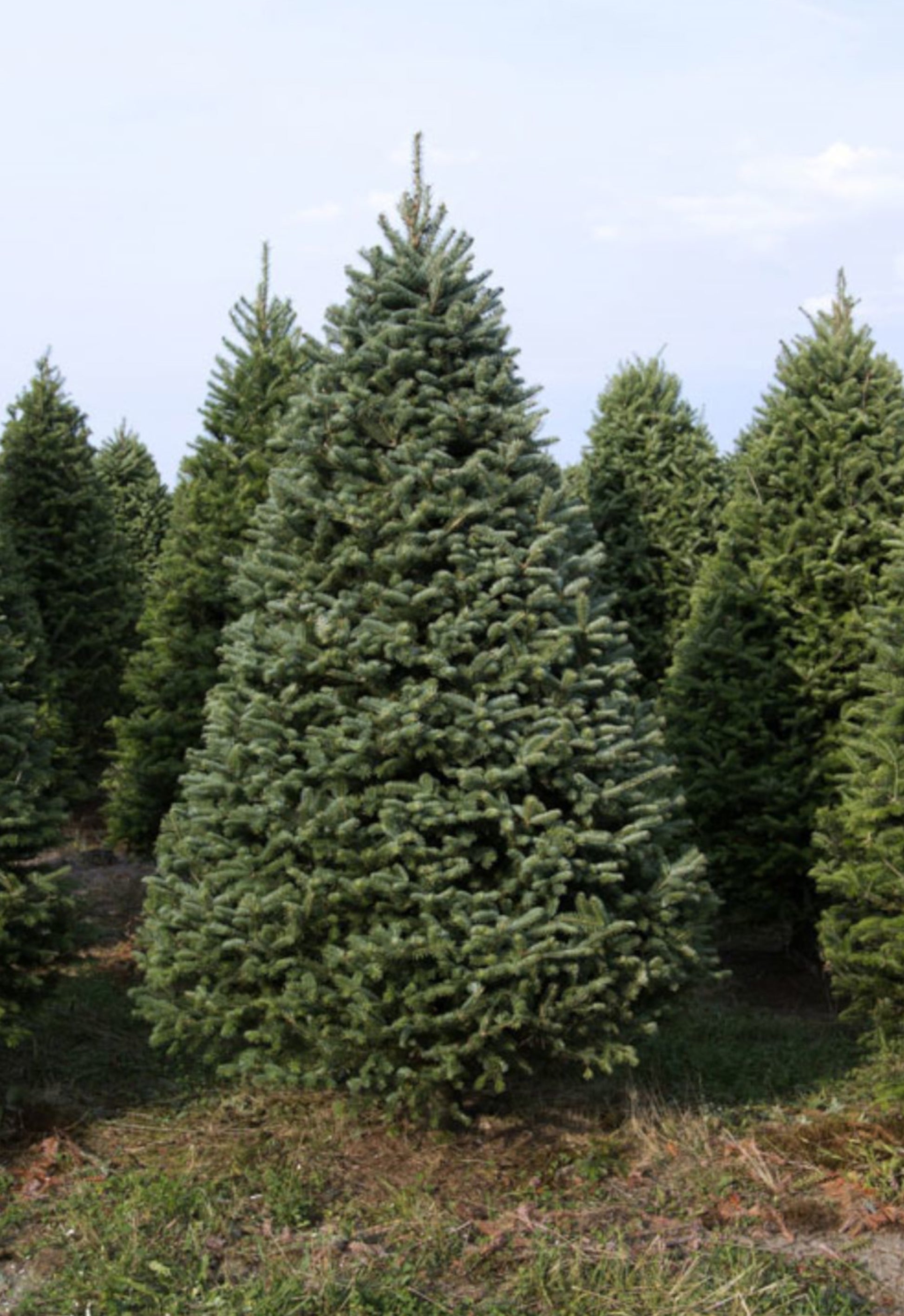 Real Christmas Trees Delivered 7 Foot Balsam-Fraser Fir Hybrid – Christmas  Trees In The Mail