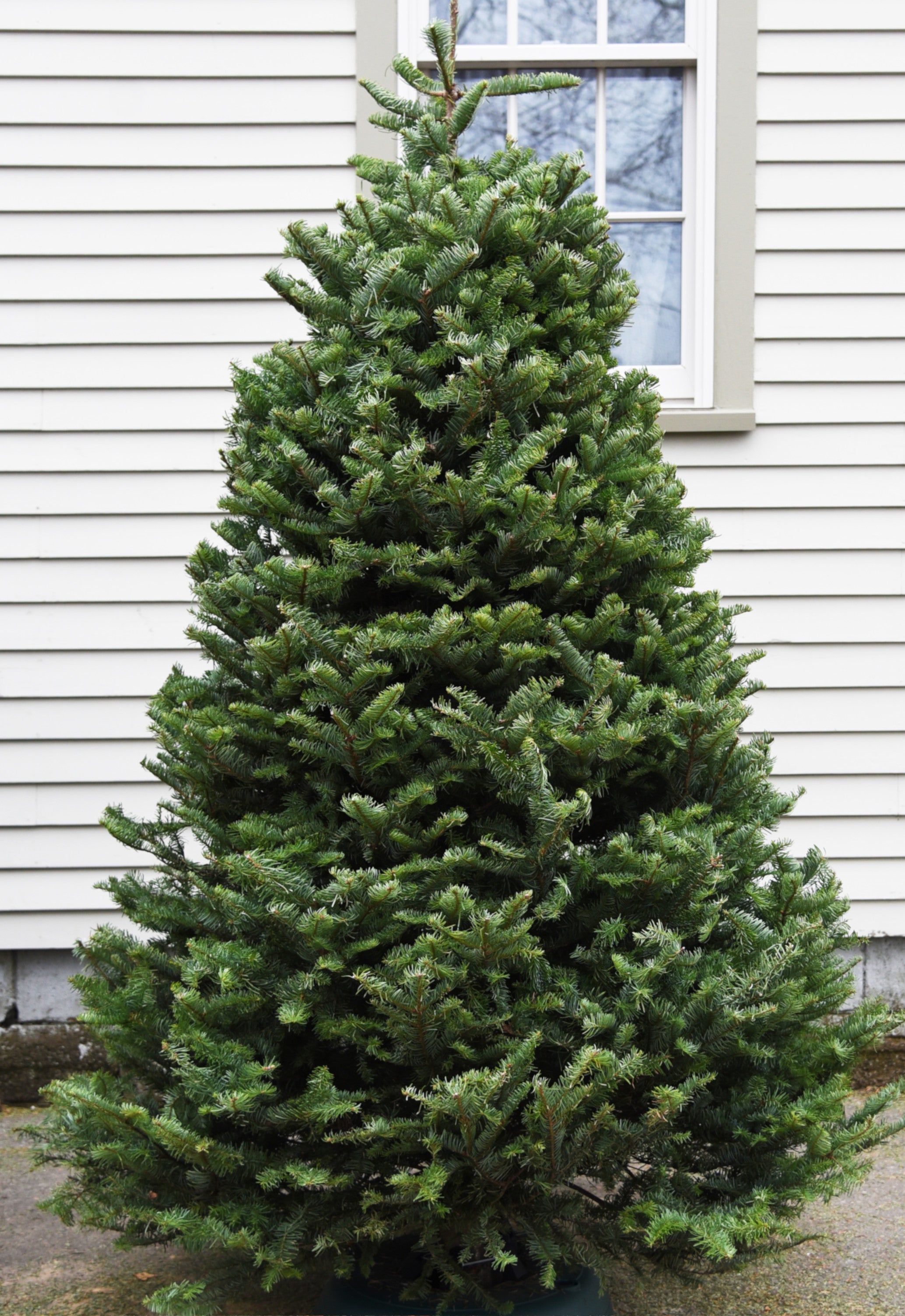 Live christmas tree deals delivery