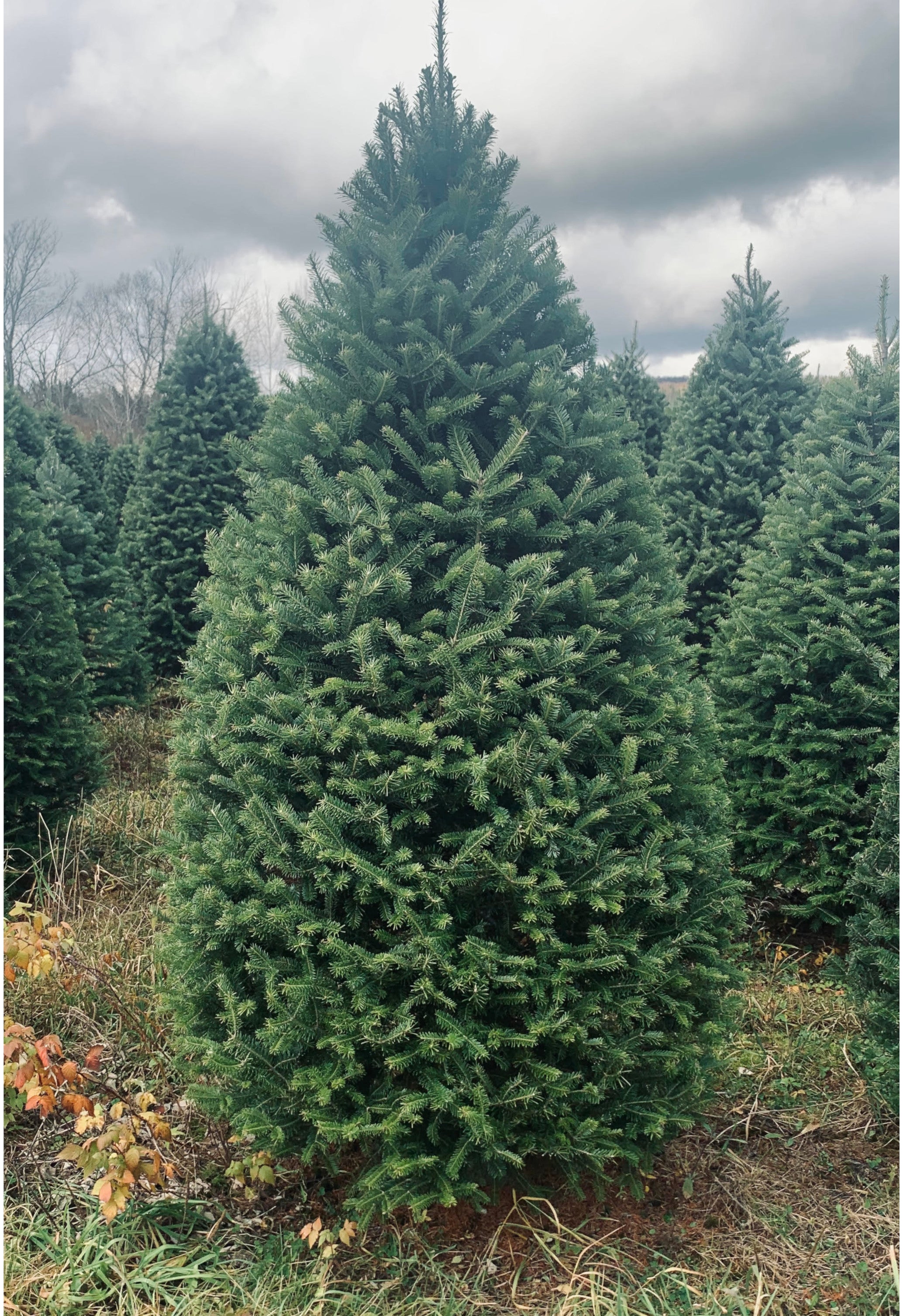 Real Christmas Trees Delivered 7 Foot Premium Balsam Fir Christmas