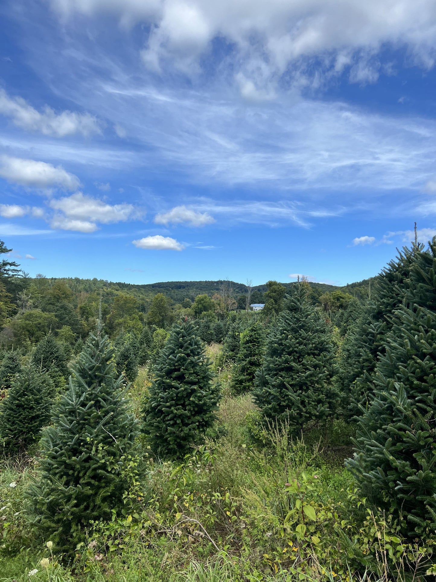Real Christmas Trees Delivered 7 Foot Premium Fraser Fir