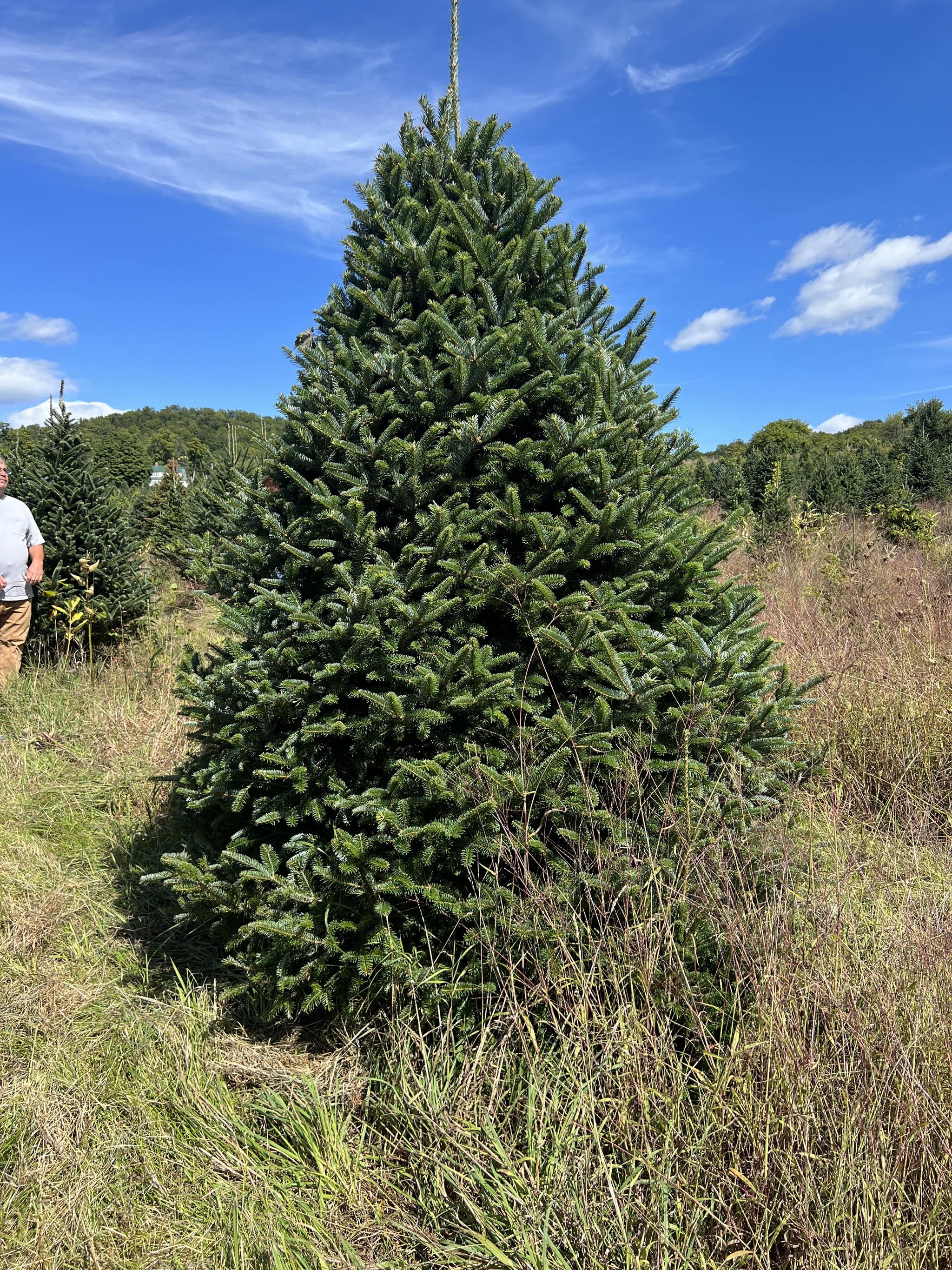 Real Christmas Trees Delivered 7 Foot Premium Fraser Fir Christmas