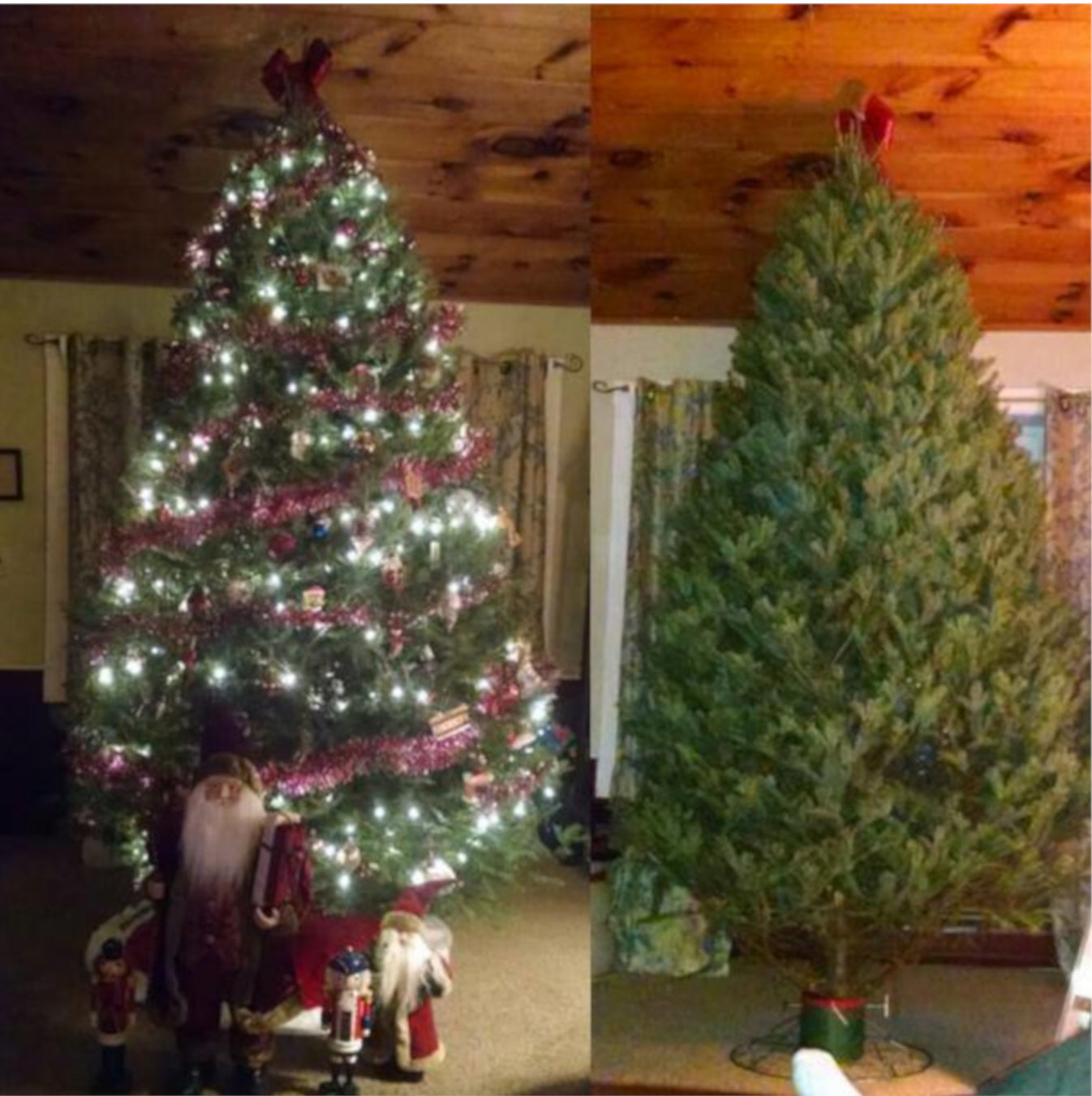 Real Christmas Trees Delivered 7 Foot BalsamFraser Fir Hybrid